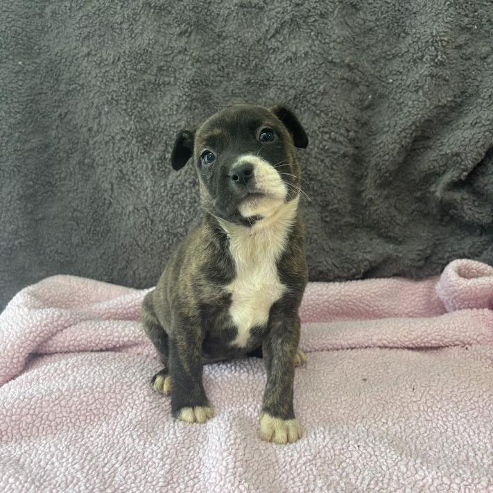 Ghosted, a Adoptable mixed breed in North Charleston, SC image 4/5