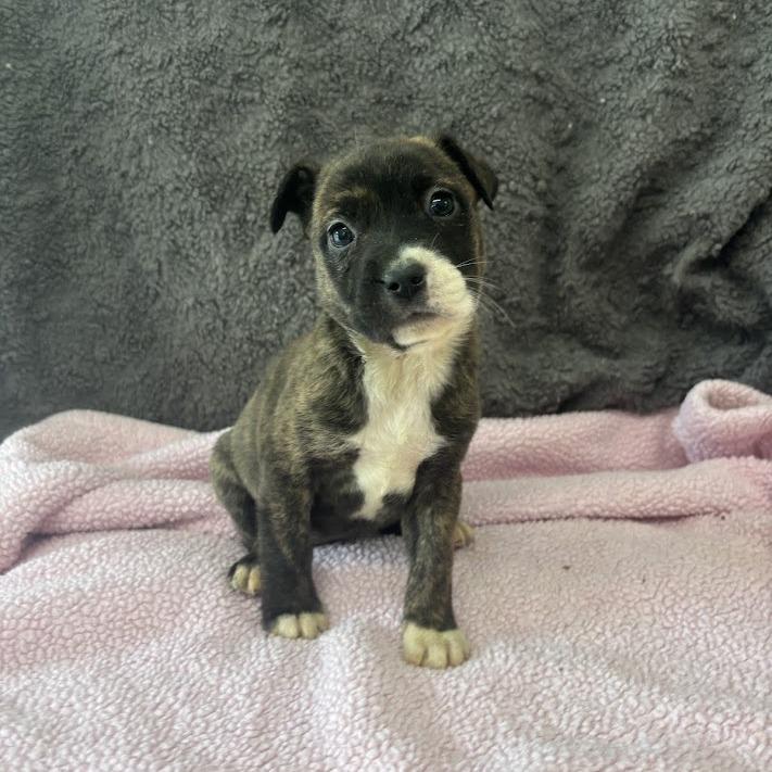 Ghosted, a Adoptable mixed breed in North Charleston, SC image 5/5