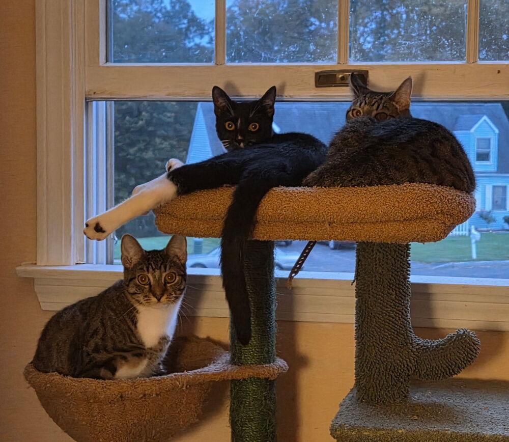 Queenie (BONDED PAIR), Adoptable, Kitten Female Domestic Short Hair.