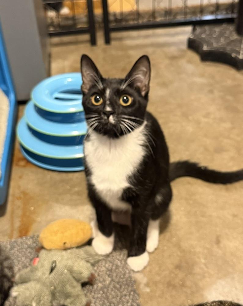 Enlarge Queenie (BONDED PAIR), a Adoptable Domestic Short Hair in Bolton, CT image 2/6