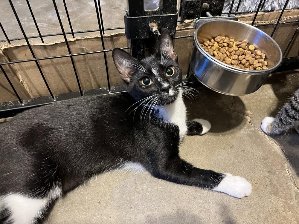 Enlarge Queenie (BONDED PAIR), a Adoptable Domestic Short Hair in Bolton, CT image 3/6