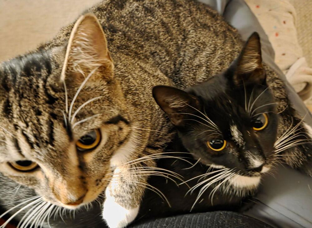 Enlarge Queenie (BONDED PAIR), a Adoptable Domestic Short Hair in Bolton, CT image 4/6