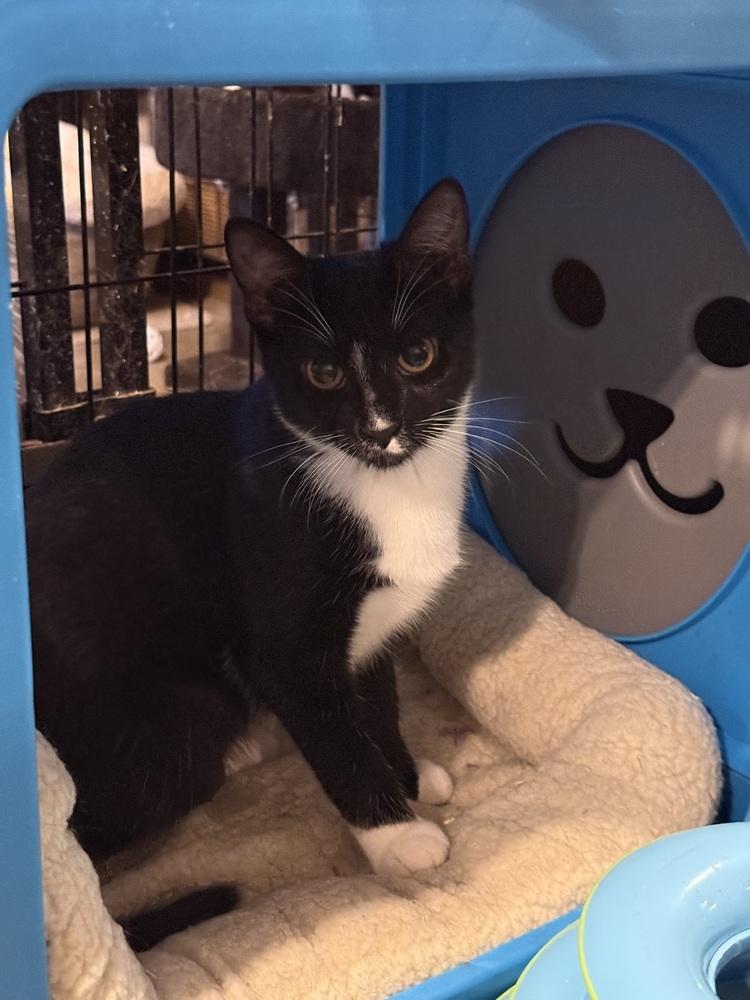 Enlarge Queenie (BONDED PAIR), a Adoptable Domestic Short Hair in Bolton, CT image 5/6