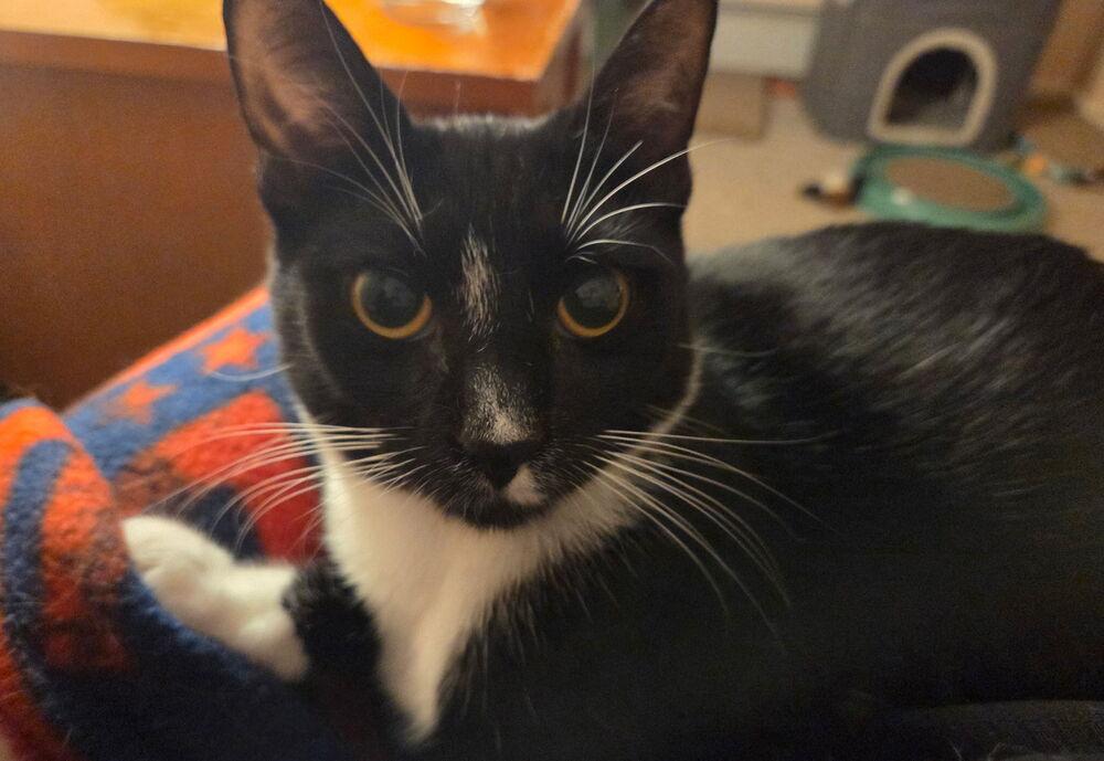 Enlarge Queenie (BONDED PAIR), a Adoptable Domestic Short Hair in Bolton, CT image 6/6