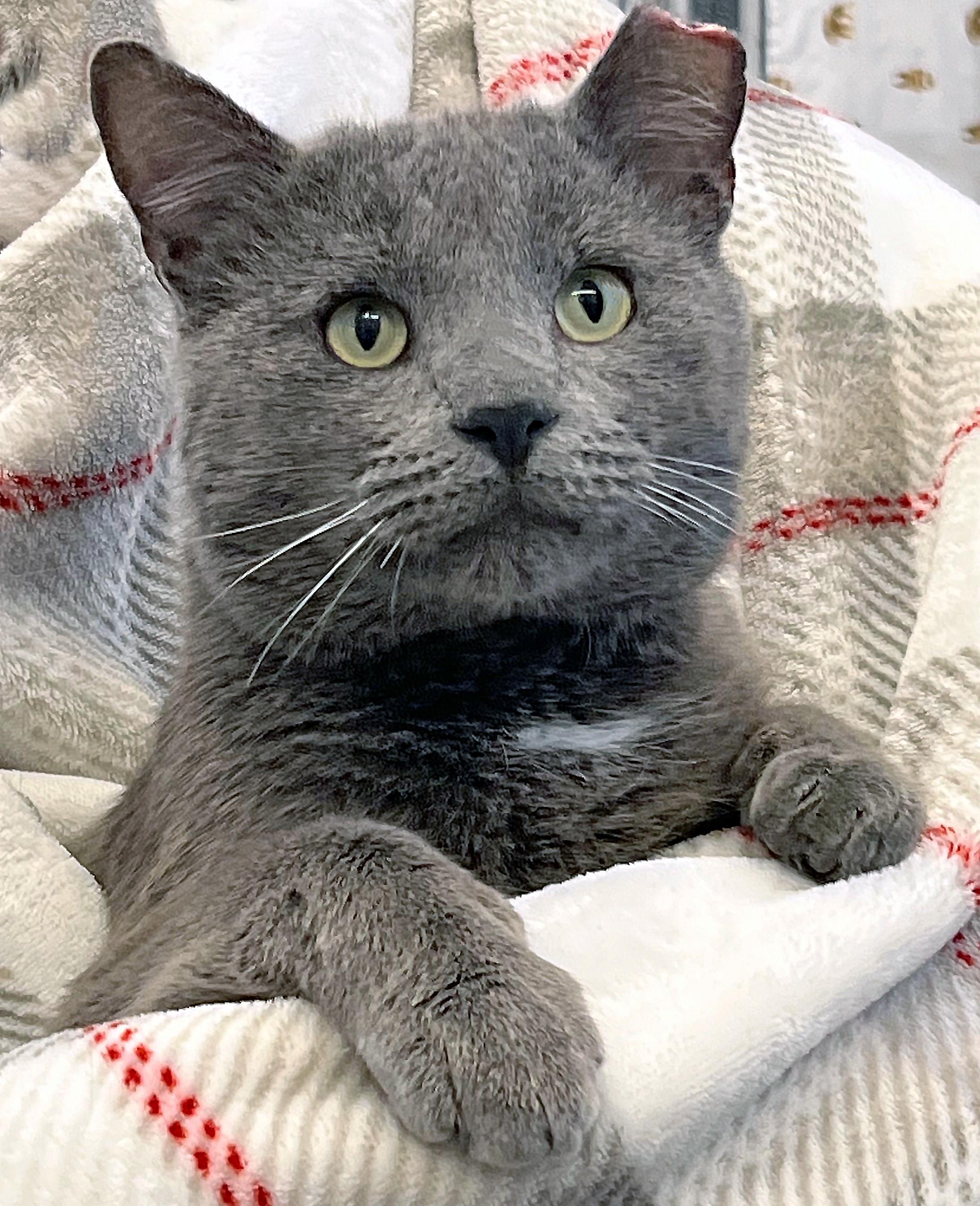 Enlarge Smokey Joe Jr., an adopted Domestic Short Hair in St. Louis, MO image 1/1
