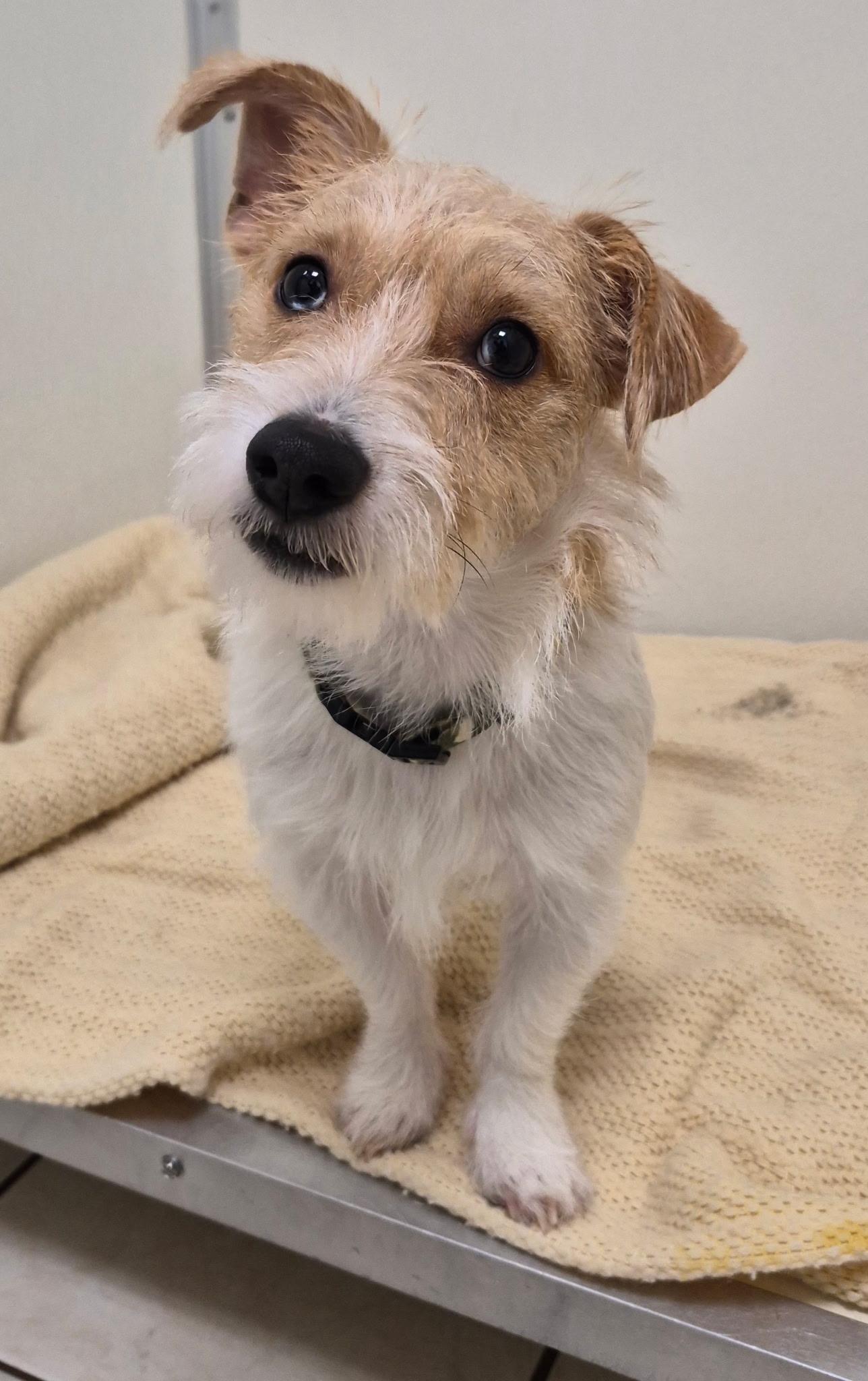 Enlarge Garth, a Adopted mixed breed in Grosse Pointe Park, MI image 1/2
