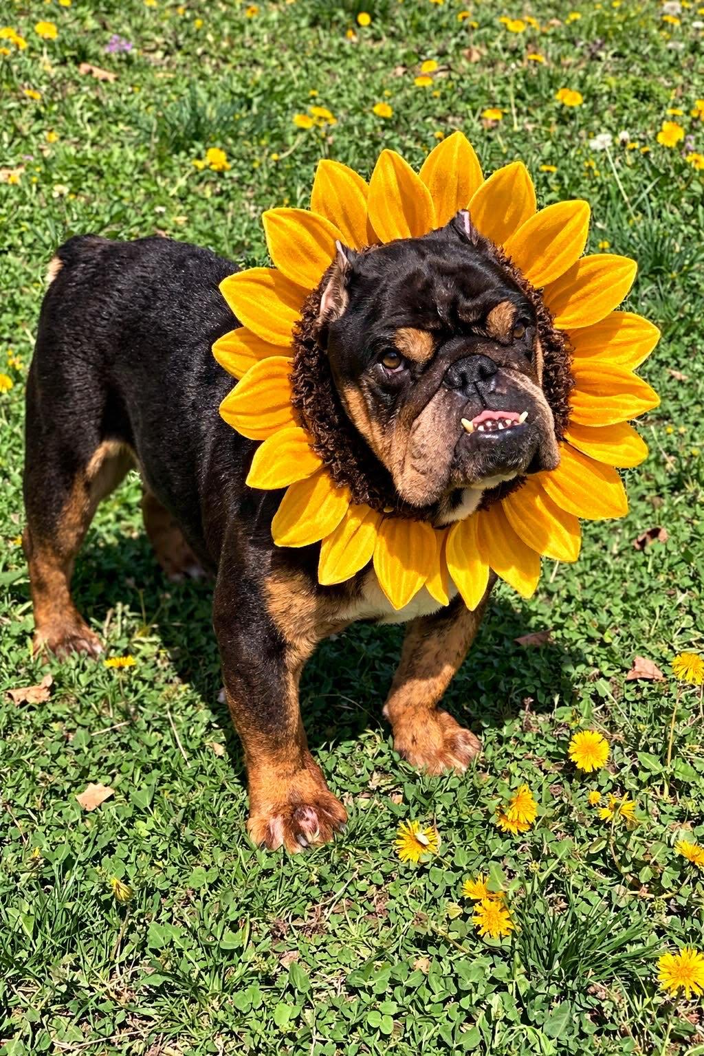 Enlarge Mac, a ADOPTABLE Bulldog in Blue Bell, PA image 2/5