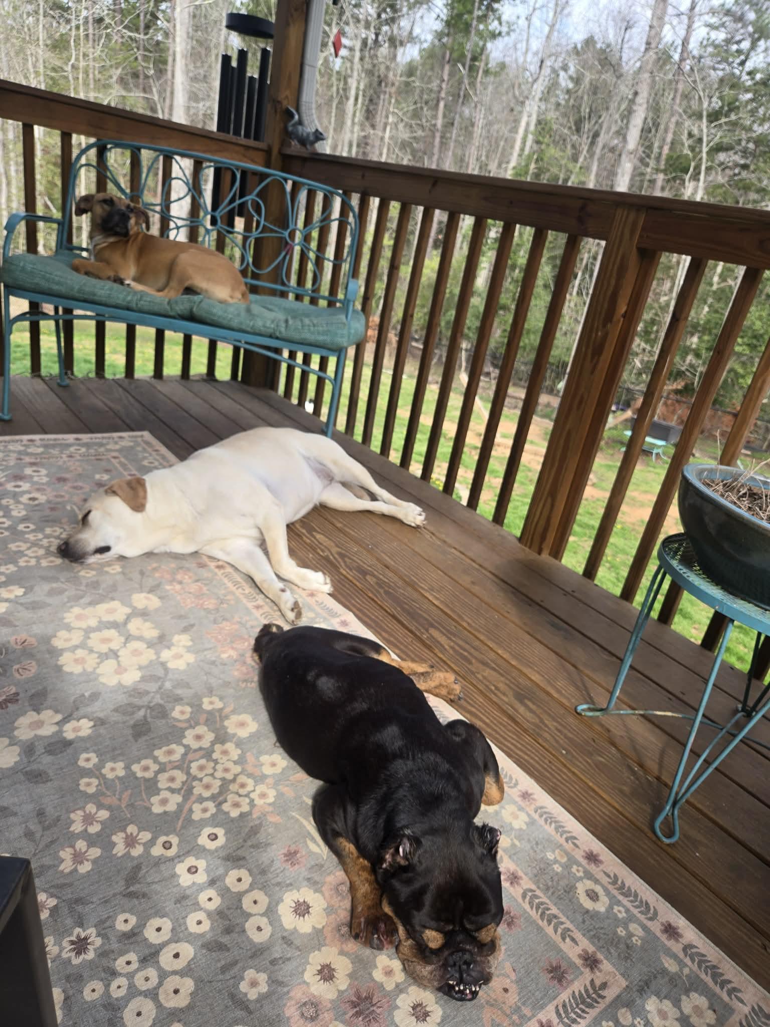 Enlarge Mac, a ADOPTABLE Bulldog in Blue Bell, PA image 4/5