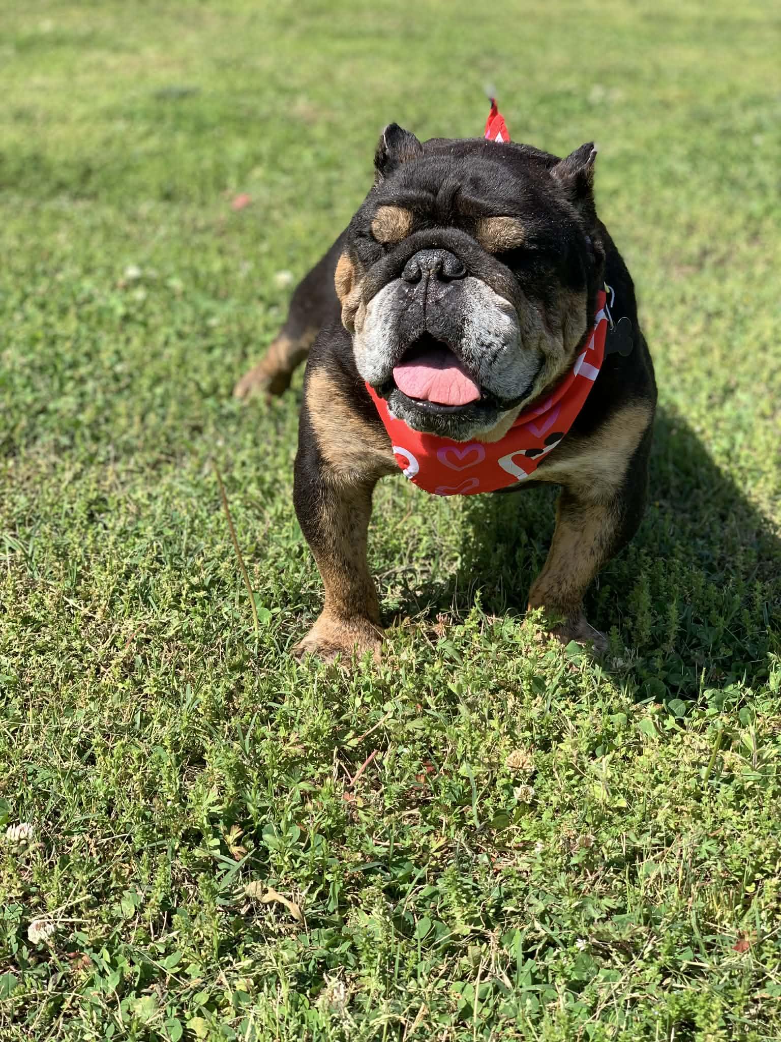 Mac, ADOPTABLE, Senior Male Bulldog.
