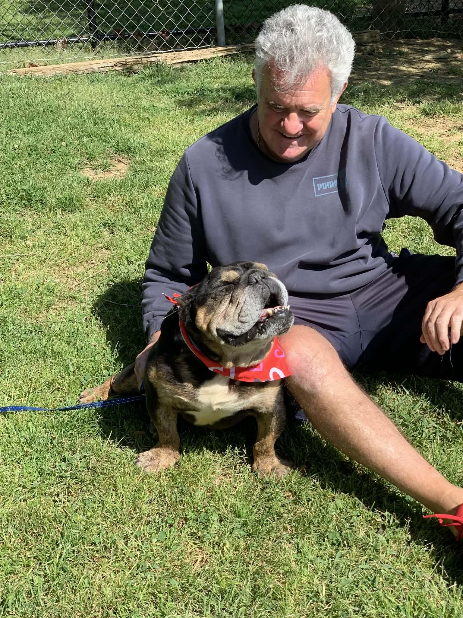 Enlarge Mac, a ADOPTABLE Bulldog in Blue Bell, PA image 3/5