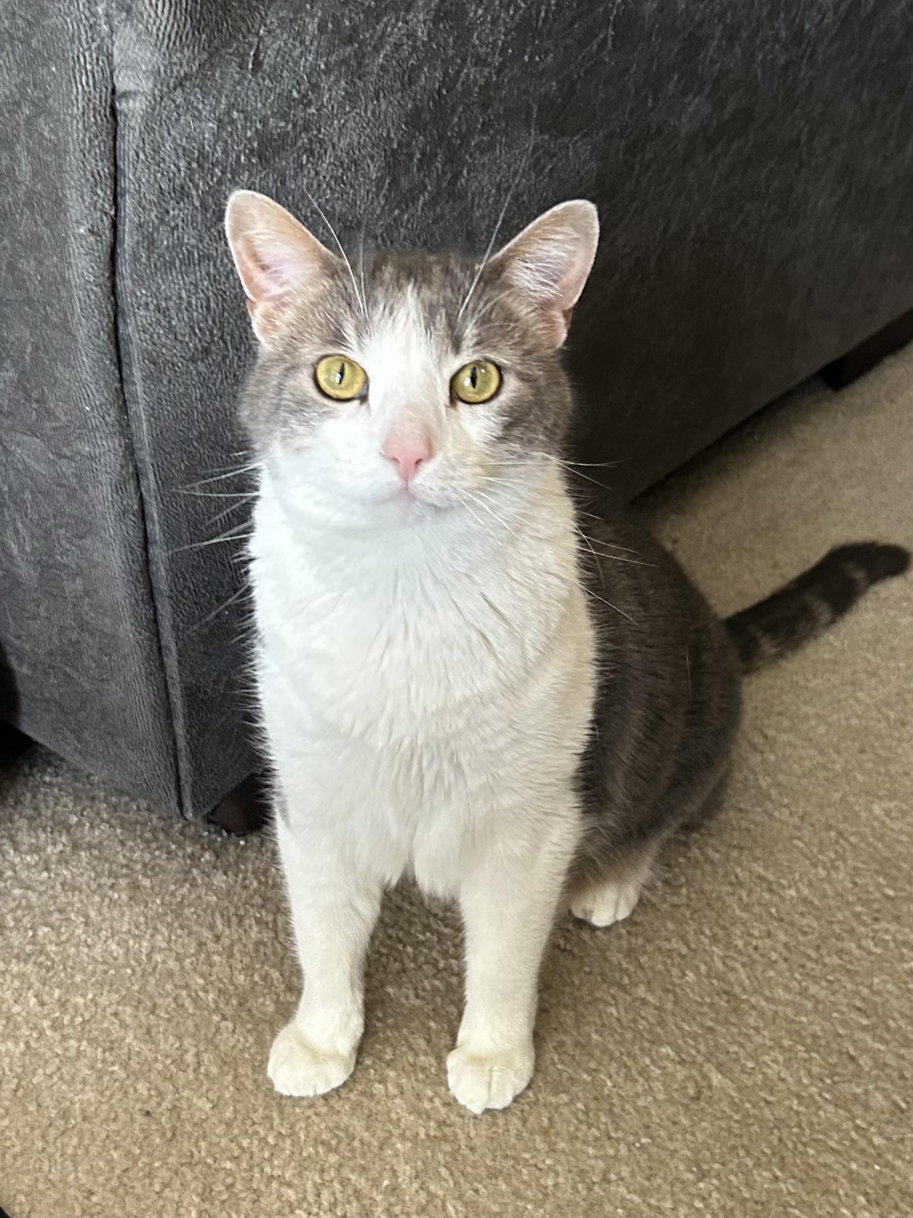 Lilac, a Adoptable Domestic Short Hair in Decatur, IL image 5/6