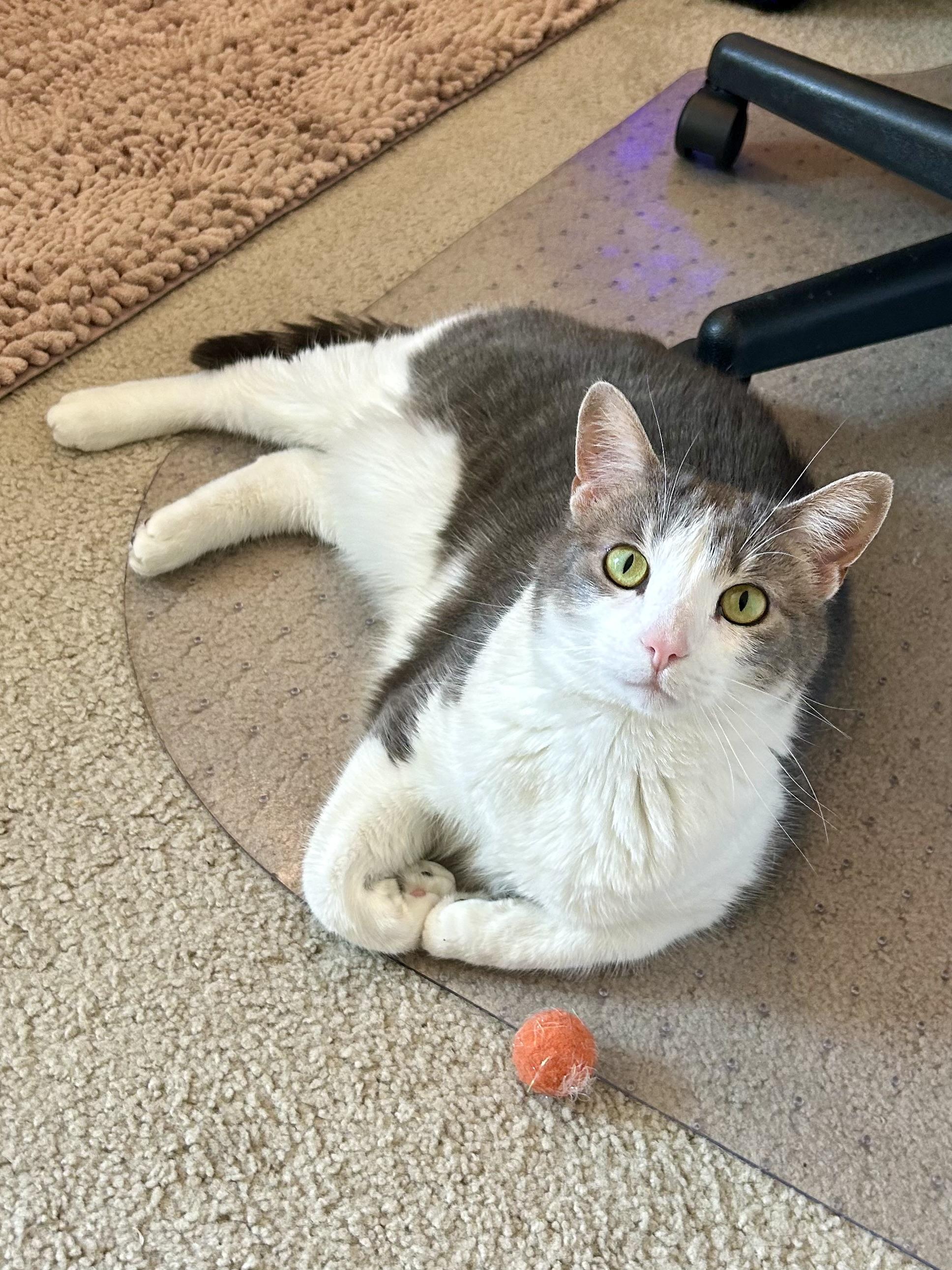 Lilac, a Adoptable Domestic Short Hair in Decatur, IL image 2/6