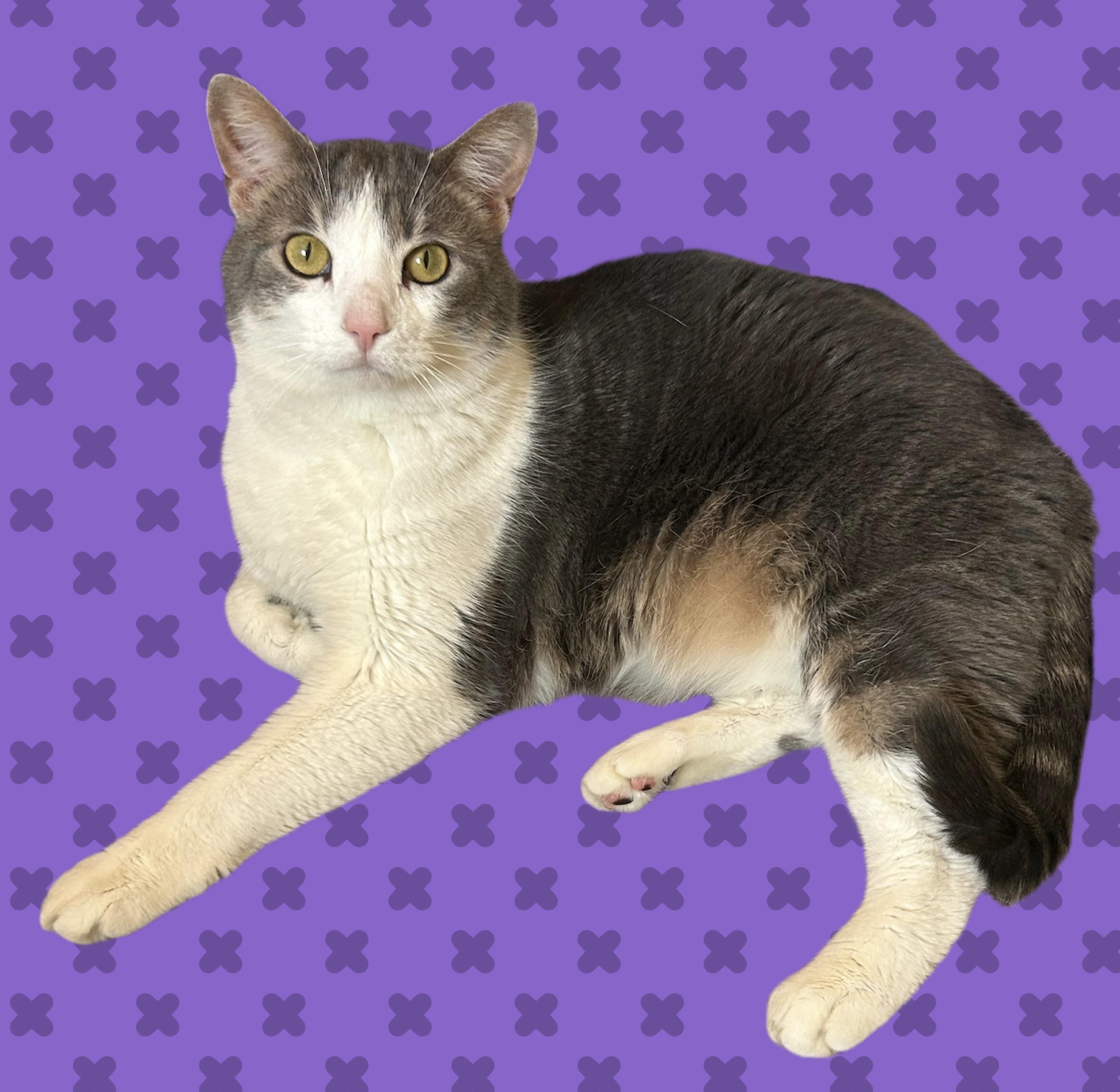 Lilac, a Adoptable Domestic Short Hair in Decatur, IL image 1/6