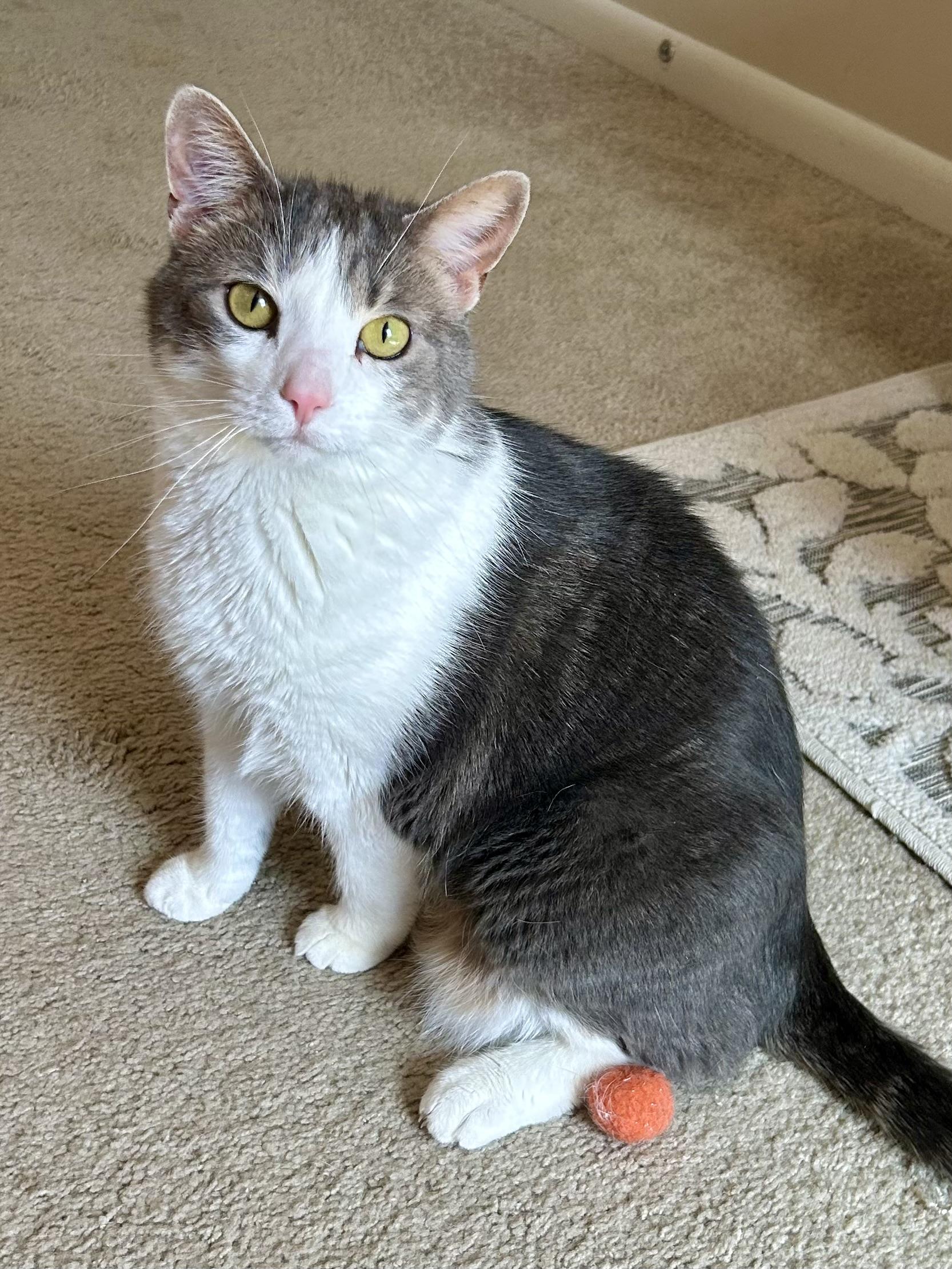 Lilac, a Adoptable Domestic Short Hair in Decatur, IL image 6/6