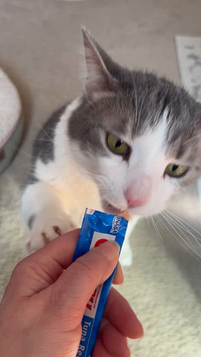 Enlarge Lilac, a Adoptable Domestic Short Hair in Decatur, IL video 3/6