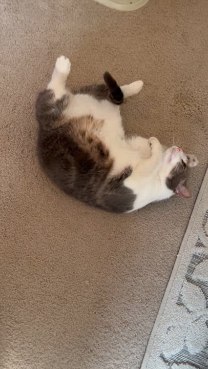 Enlarge Lilac, a Adoptable Domestic Short Hair in Decatur, IL video 4/6