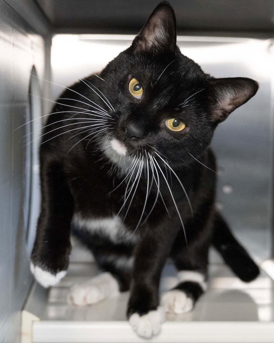 Enlarge Nietzsche, a Adoptable Domestic Short Hair in Wilmington, NC image 1/1