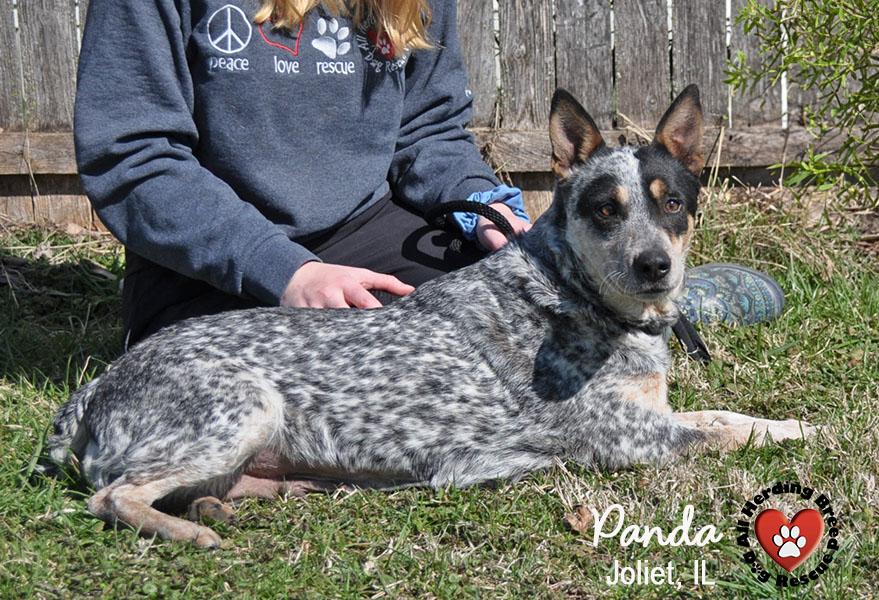 Panda, ADOPTABLE, Adult Female Cattle Dog.