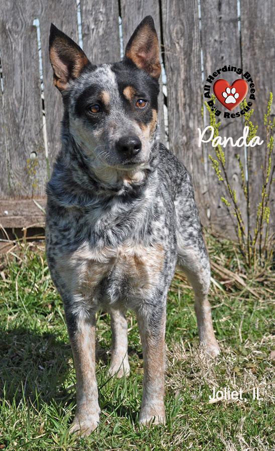 Enlarge Panda, a ADOPTABLE Cattle Dog in Joliet, IL image 6/6