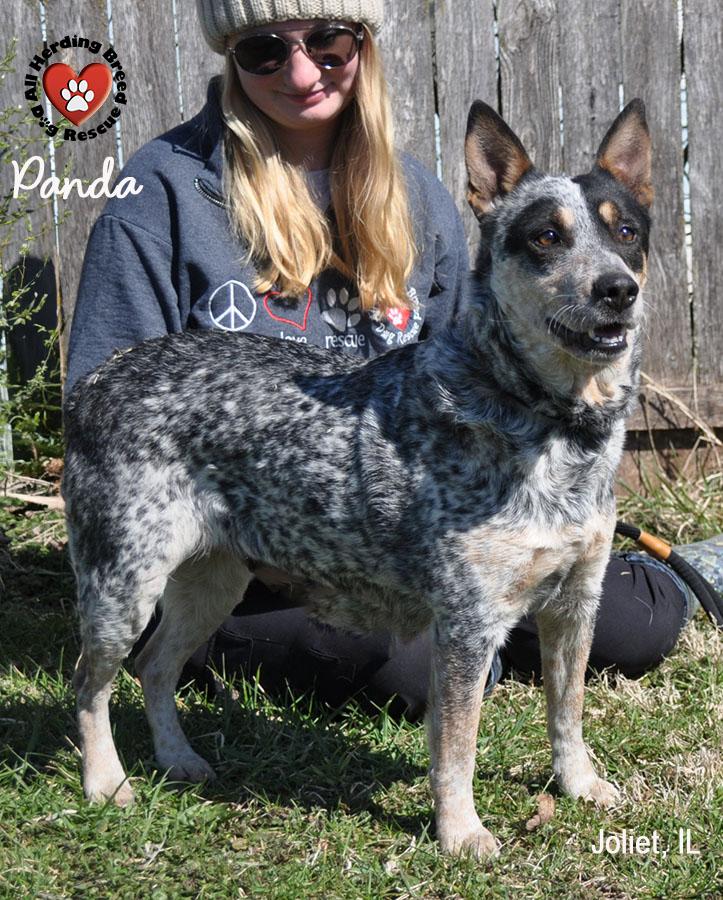Enlarge Panda, a ADOPTABLE Cattle Dog in Joliet, IL image 3/6