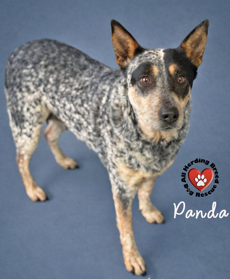 Enlarge Panda, a ADOPTABLE Cattle Dog in Joliet, IL image 4/6