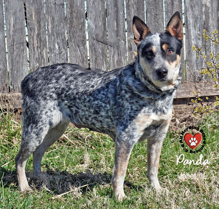 Enlarge Panda, a ADOPTABLE Cattle Dog in Joliet, IL image 5/6