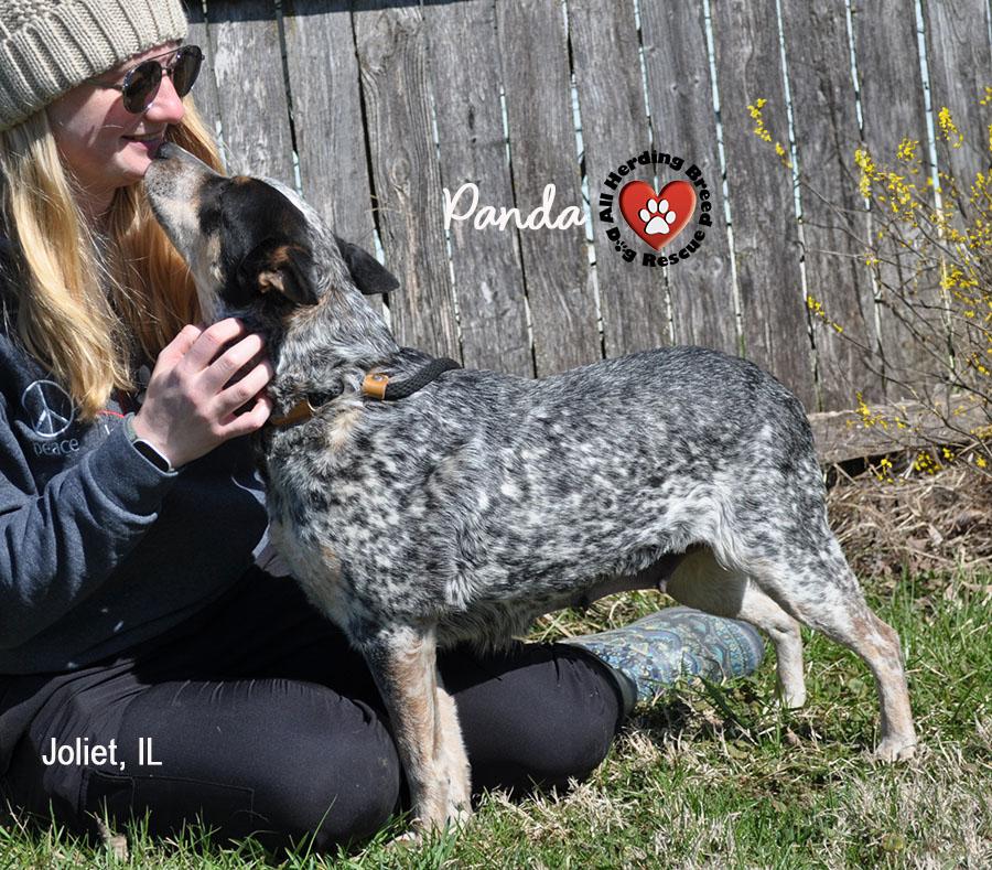 Enlarge Panda, a ADOPTABLE Cattle Dog in Joliet, IL image 2/6