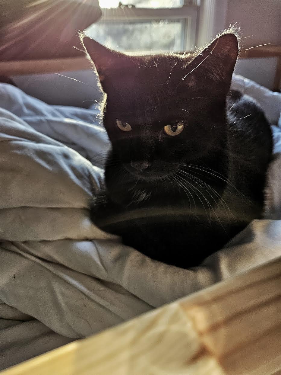 Wibby, Adopted, Young Male Domestic Short Hair.