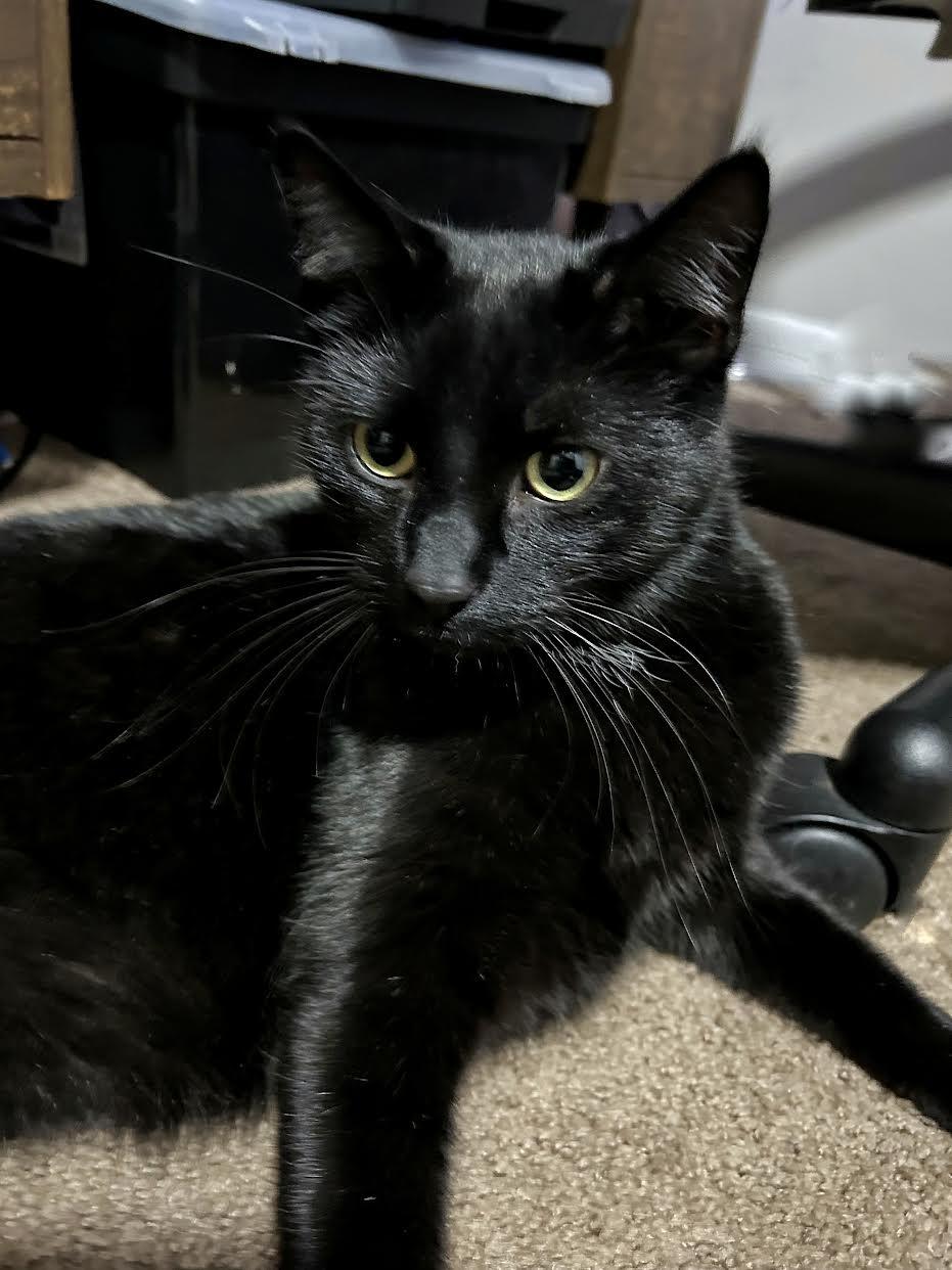 Enlarge Wibby, a Adopted Domestic Short Hair in Mankato, MN image 2/3