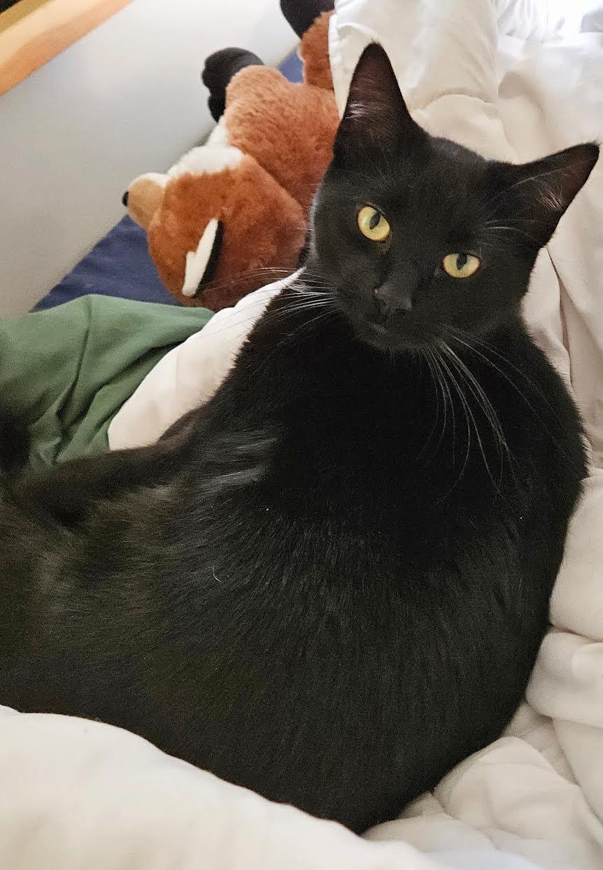 Enlarge Wibby, a Adopted Domestic Short Hair in Mankato, MN image 3/3