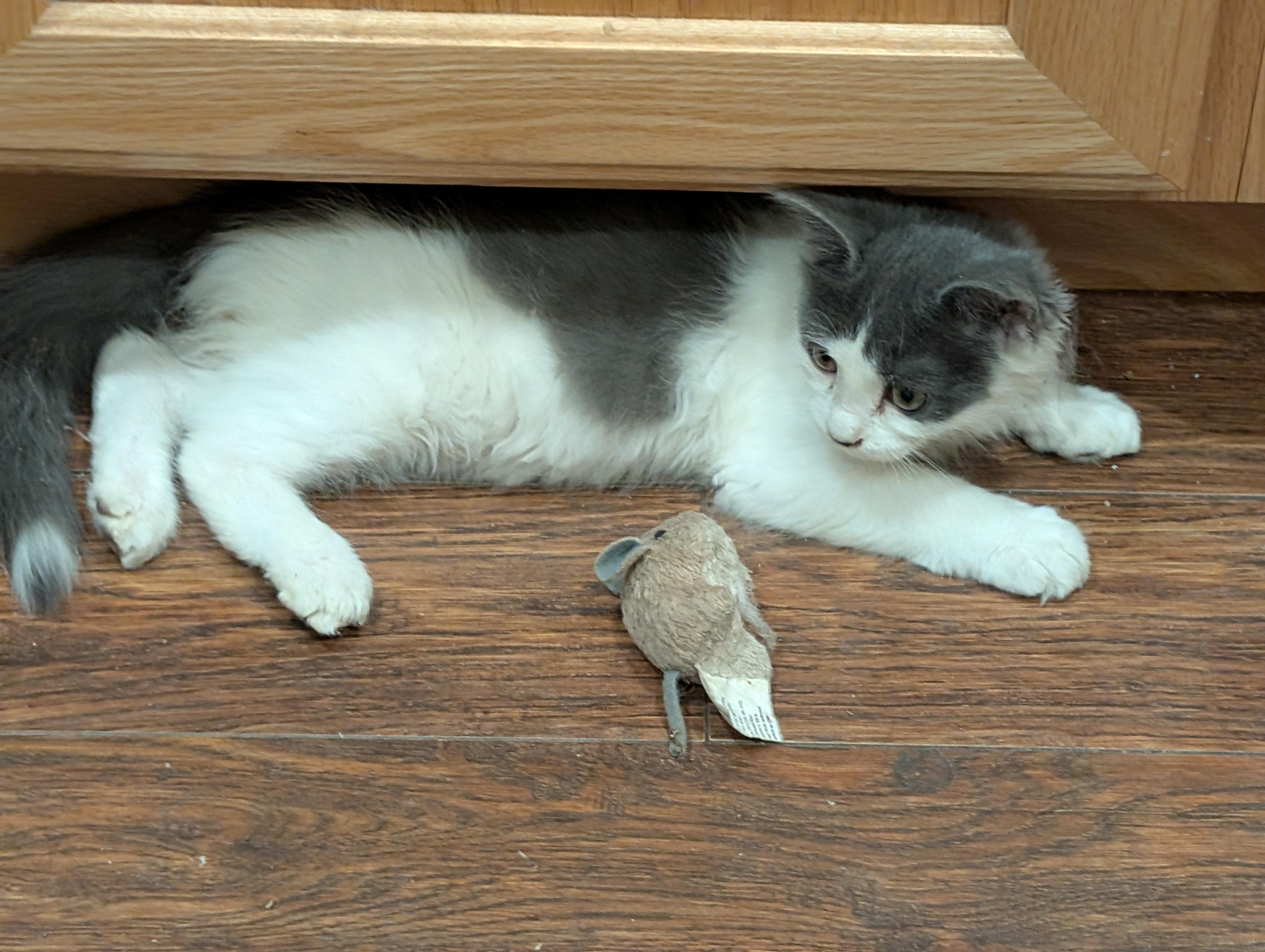 Enlarge Happy, a Adoptable Domestic Short Hair in Fruit Heights, UT image 1/6
