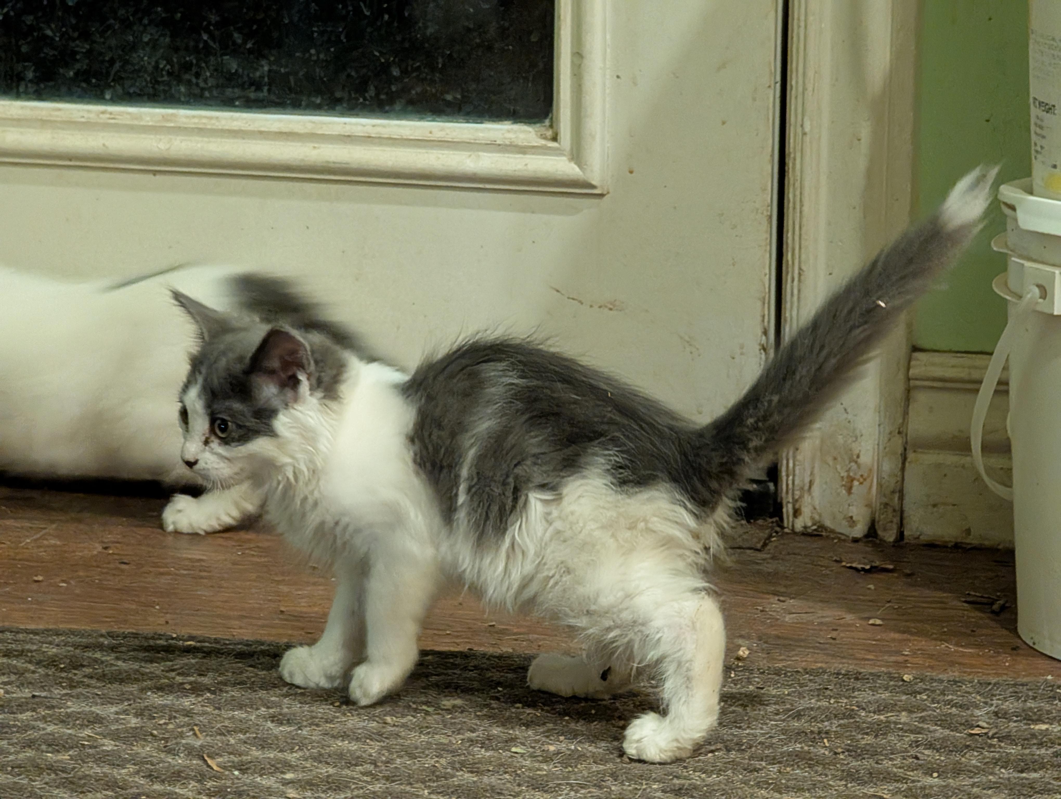 Enlarge Happy, a Adoptable Domestic Short Hair in Fruit Heights, UT image 3/6