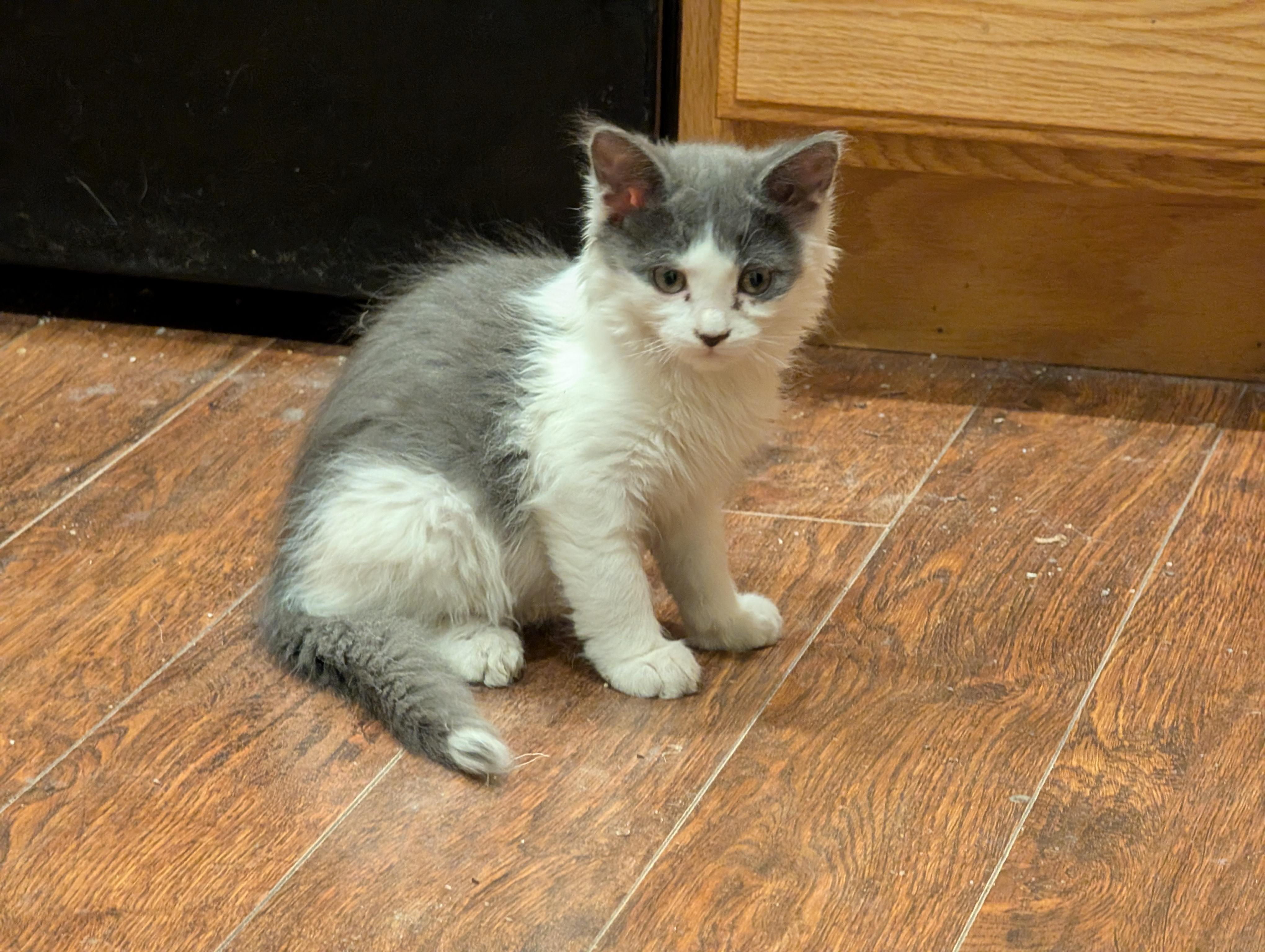 Enlarge Happy, a Adoptable Domestic Short Hair in Fruit Heights, UT image 4/6