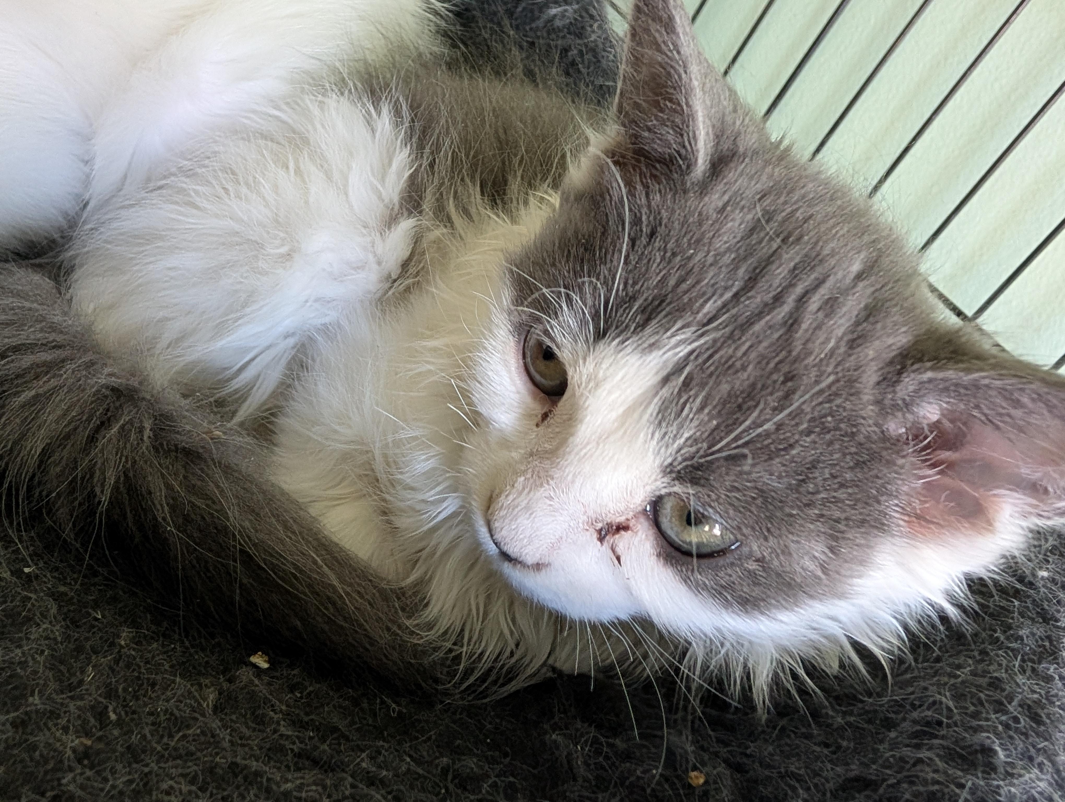 Enlarge Happy, a Adoptable Domestic Short Hair in Fruit Heights, UT image 5/6