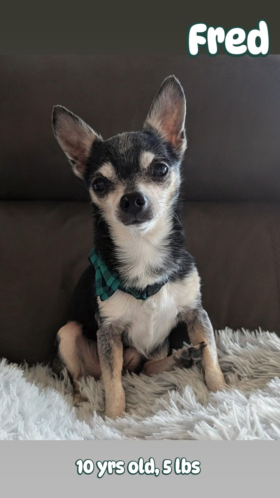 Fred, Adoptable, Senior Male Chihuahua.