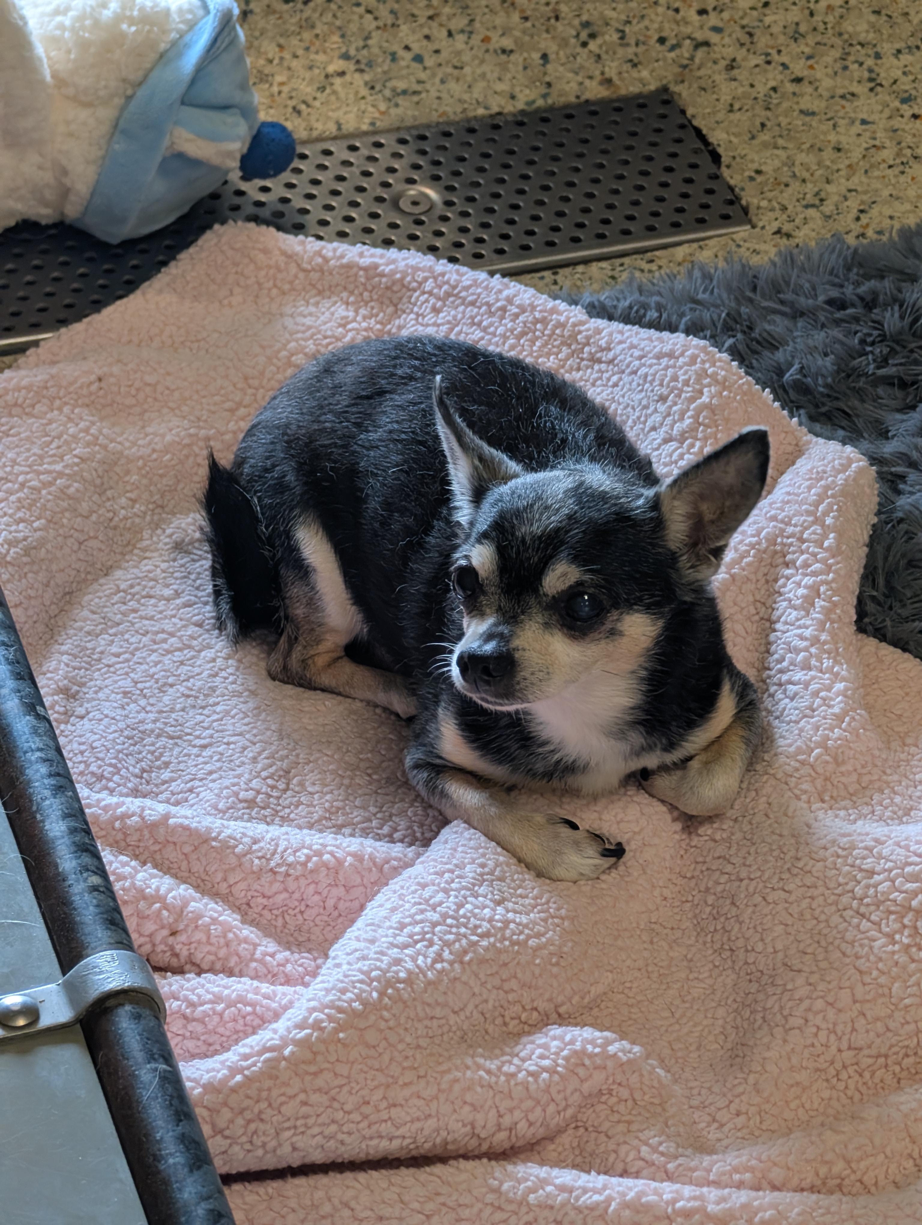 Enlarge Fred, a Adoptable Chihuahua in Baton Rouge, LA image 4/4