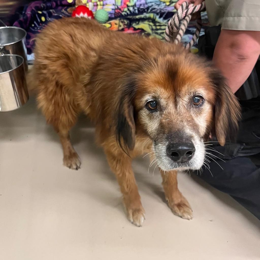 Rocky, Adoptable, Adult Male Golden Retriever & Shepherd.