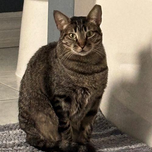 Enlarge Merlina, a Adoptable Tabby in King City, ON image 1/6