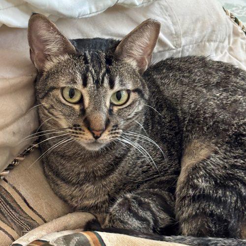 Merlina, Adoptable, Adult Female Tabby.
