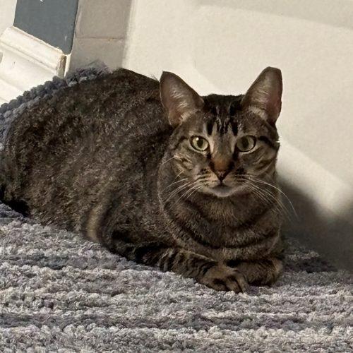 Enlarge Merlina, a Adoptable Tabby in King City, ON image 3/6