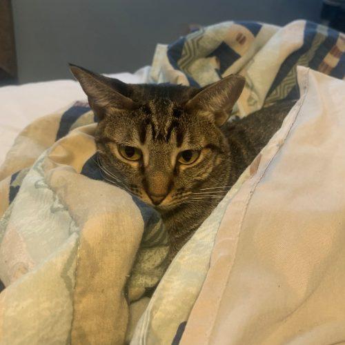 Enlarge Merlina, a Adoptable Tabby in King City, ON image 4/6