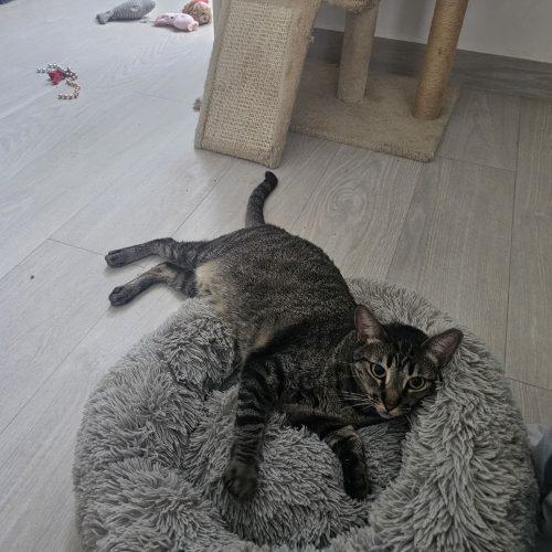 Enlarge Merlina, a Adoptable Tabby in King City, ON image 5/6