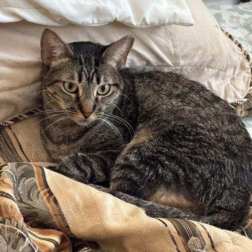 Enlarge Merlina, a Adoptable Tabby in King City, ON image 6/6