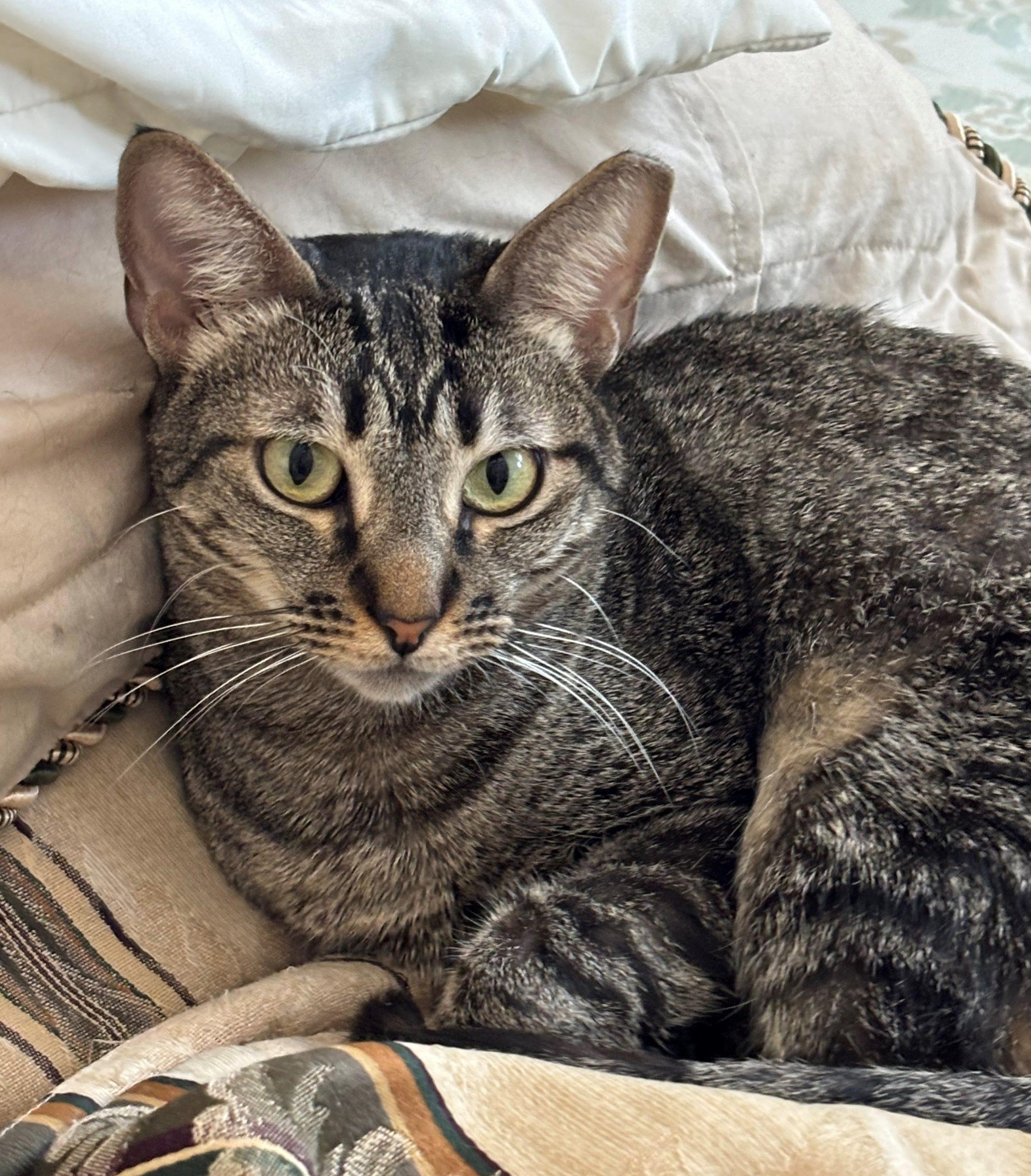 Merlina, a Adoptable Tabby in King City, ON image 6/6