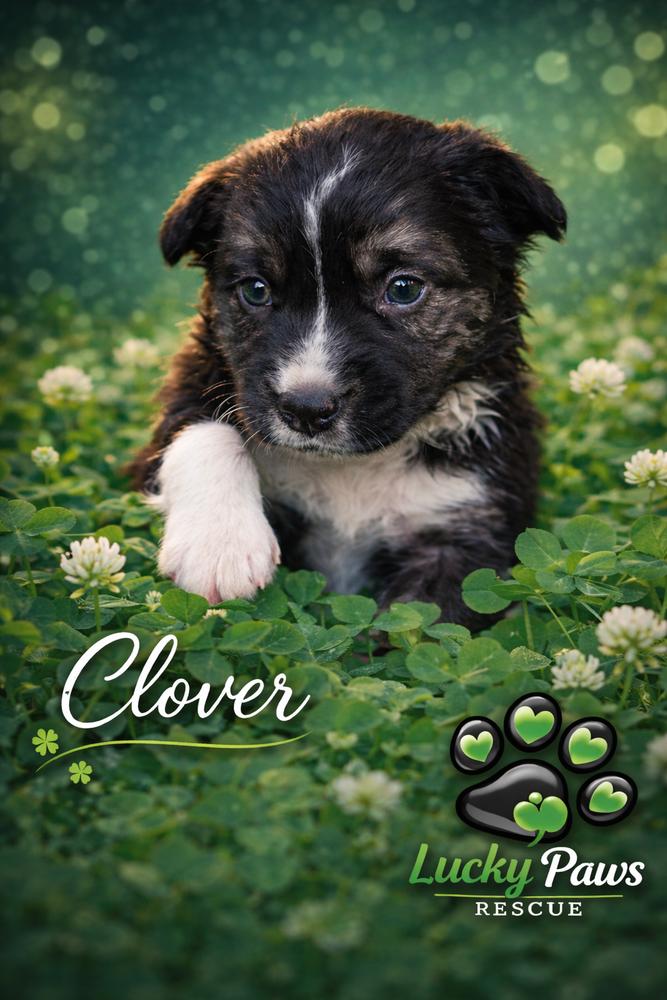 Spring Litter:  Clover, Adoptable, Puppy Male Shepherd & Terrier.