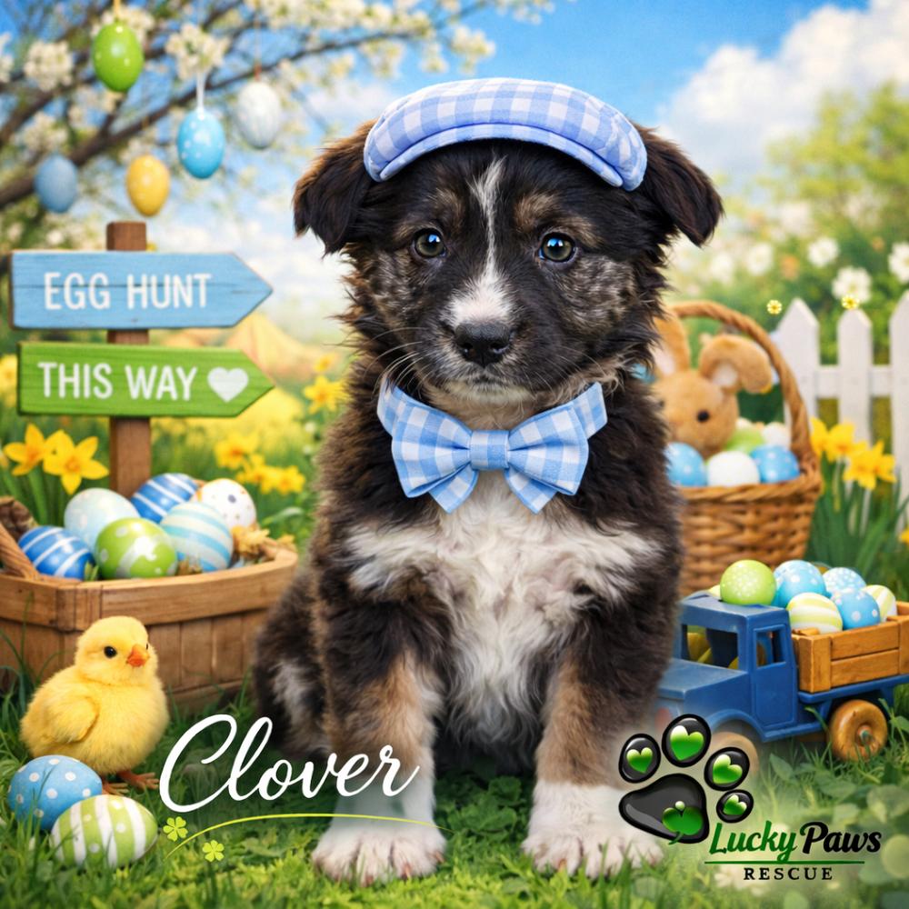 Enlarge Spring Litter:  Clover, a Adoptable mixed breed in Sumter, SC image 3/6
