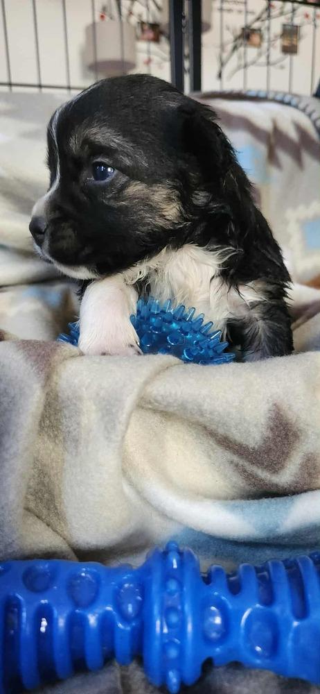 Enlarge Spring Litter:  Clover, a Adoptable mixed breed in Sumter, SC image 5/6