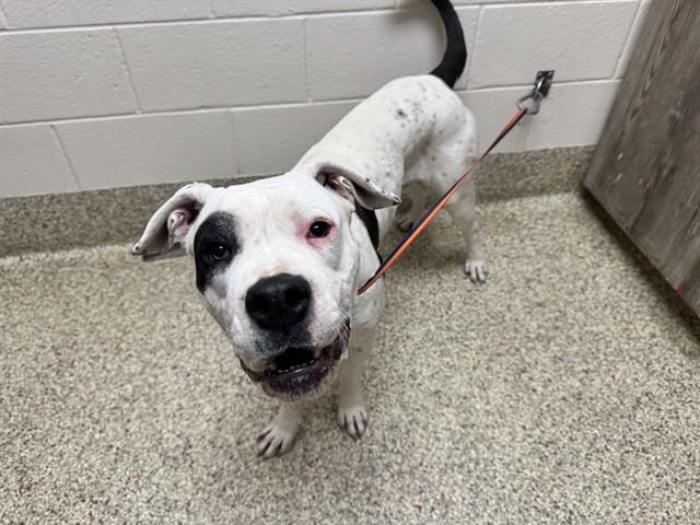 Enlarge GRACIE, a Adoptable mixed breed in Colorado Springs, CO image 1/1