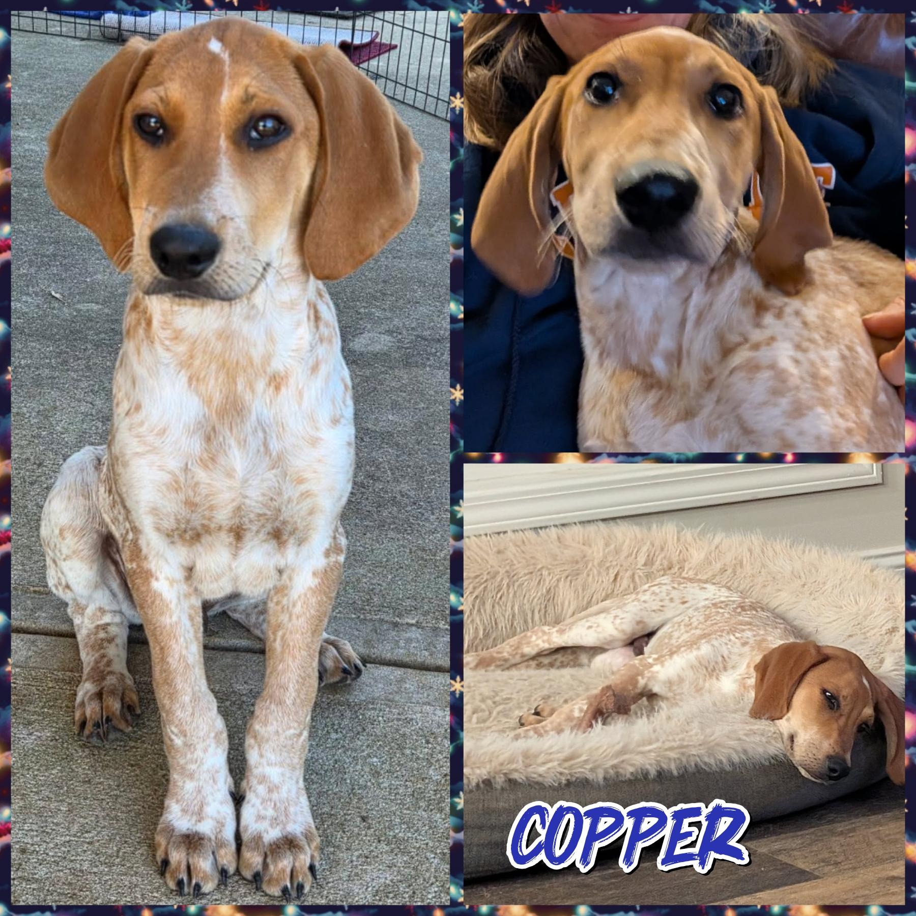 Copper, Adoptable, Puppy Male Bluetick Coonhound.