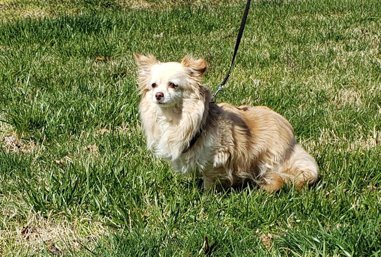 Enlarge Kyra, a Adoptable Chihuahua in Hollywood, MD image 1/2